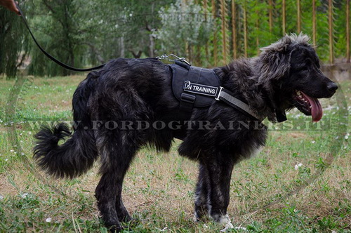 Pettorina in nylon per Cane da pastore del Caucaso